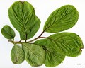 SpeciesSub: var. obovatifolium